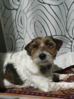 /album/jackrus-jackrussell/kesakuu-2014-004-jpg/